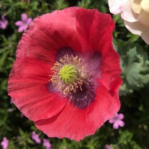 Meet your Posher, Zac